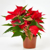 FLOR DE PASCUA POINSETTIA MACETA 11CM