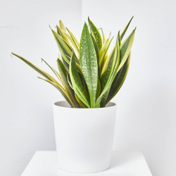 SANSEVIERA GOLD FLAME MACETA 23CM