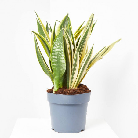 SANSEVIERA GOLD FLAME MACETA 23CM