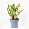 SANSEVIERA GOLD FLAME MACETA 23CM