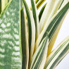 SANSEVIERA GOLD FLAME MACETA 23CM