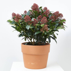 SKIMMIA RUBELLA 10L