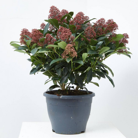 SKIMMIA RUBELLA 10L