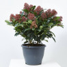 SKIMMIA RUBELLA 10L