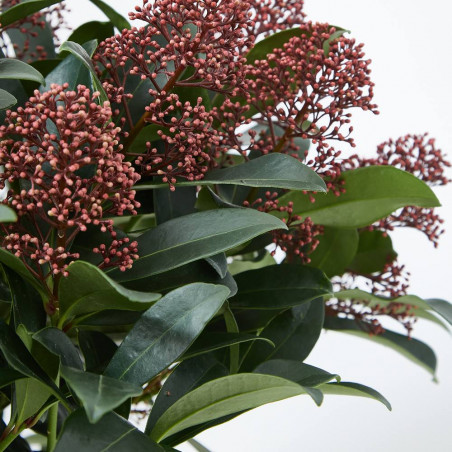 SKIMMIA RUBELLA 10L