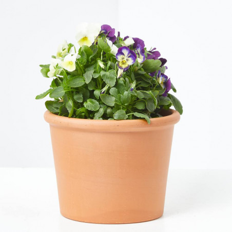 VIOLA CORNUTA MACETA 13CM