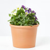 VIOLA CORNUTA MACETA 13CM