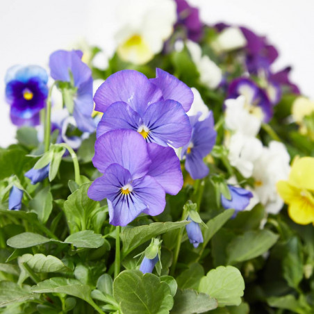 VIOLA CORNUTA MACETA 13CM