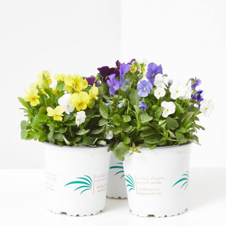 VIOLA CORNUTA MACETA 13CM