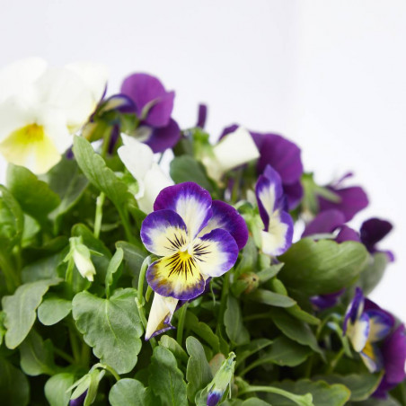 VIOLA CORNUTA MACETA 13CM