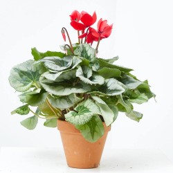 CYCLAMEN M-15 BARRO