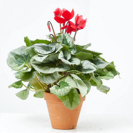 CYCLAMEN M-15 BARRO