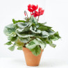 CYCLAMEN M-15 BARRO