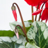 CYCLAMEN M-15 BARRO