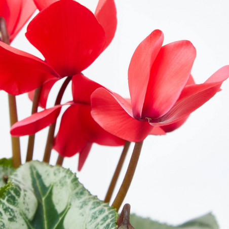 CYCLAMEN M-15 BARRO