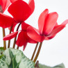 CYCLAMEN M-15 BARRO