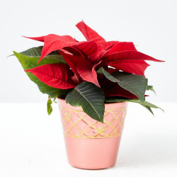 FLOR DE PASCUA ROJA CON CUBREMACETA ROJO 6CM