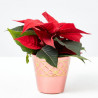 FLOR DE PASCUA ROJA CON CUBREMACETA ROJO 6CM