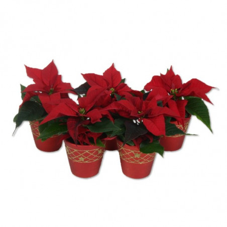 FLOR DE PASCUA ROJA CON CUBREMACETA ROJO 6CM