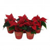 FLOR DE PASCUA ROJA CON CUBREMACETA ROJO 6CM