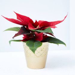 FLOR DE PASCUA ROJA CON CUBREMACETA DORADO 6CM
