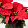 FLOR DE PASCUA ROJA CON CUBREMACETA DORADO 6CM