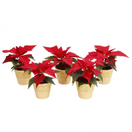 FLOR DE PASCUA ROJA CON CUBREMACETA DORADO 6CM