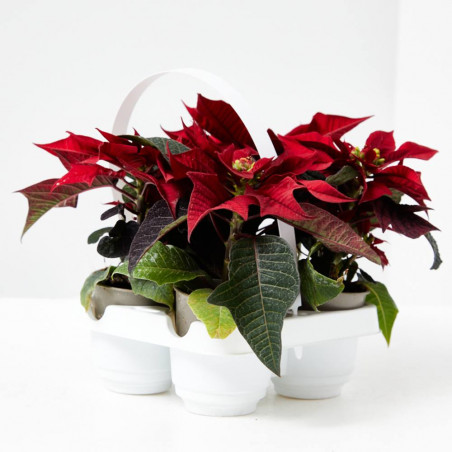 FLOR DE PASCUA ROJA X4 UNIDADES MACETA 6CM