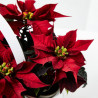 FLOR DE PASCUA ROJA X4 UNIDADES MACETA 6CM