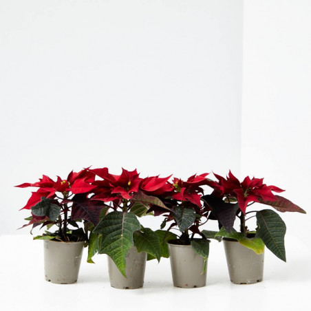 FLOR DE PASCUA ROJA X4 UNIDADES MACETA 6CM