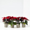 FLOR DE PASCUA ROJA X4 UNIDADES MACETA 6CM