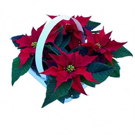 FLOR DE PASCUA ROJA X4 UNIDADES MACETA 6CM