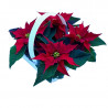 FLOR DE PASCUA ROJA X4 UNIDADES MACETA 6CM