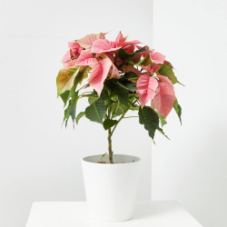 FLOR DE PASCUA COPA MACETA 15CM