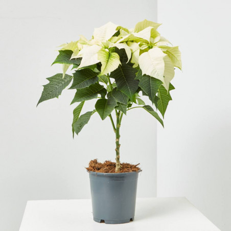 FLOR DE PASCUA COPA MACETA 15CM