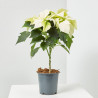 FLOR DE PASCUA COPA MACETA 15CM