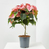 FLOR DE PASCUA COPA MACETA 15CM