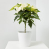 FLOR DE PASCUA COPA MACETA 15CM