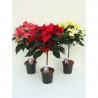 FLOR DE PASCUA COPA MACETA 15CM
