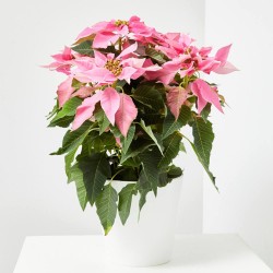 FLOR DE PASCUA POINSETTIA COLOR MACETA 3 LITROS