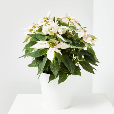 FLOR DE PASCUA POINSETTIA COLOR MACETA 3 LITROS