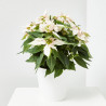 FLOR DE PASCUA POINSETTIA COLOR MACETA 3 LITROS
