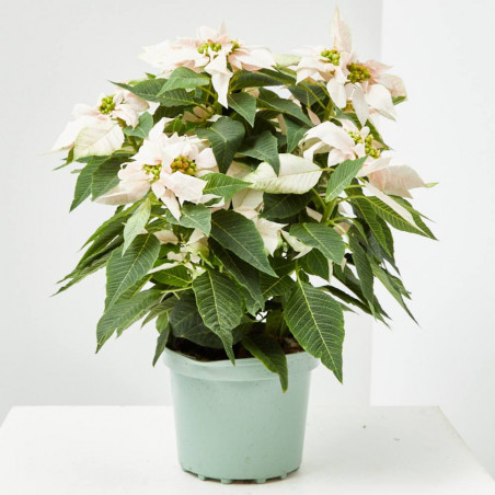 FLOR DE PASCUA POINSETTIA COLOR MACETA 3 LITROS