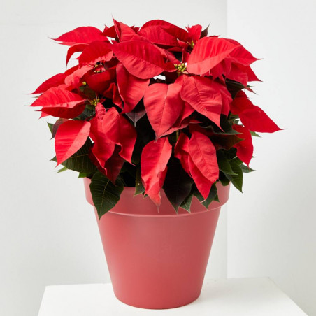 FLOR DE PASCUA POINSETTIA COLOR MACETA 3 LITROS