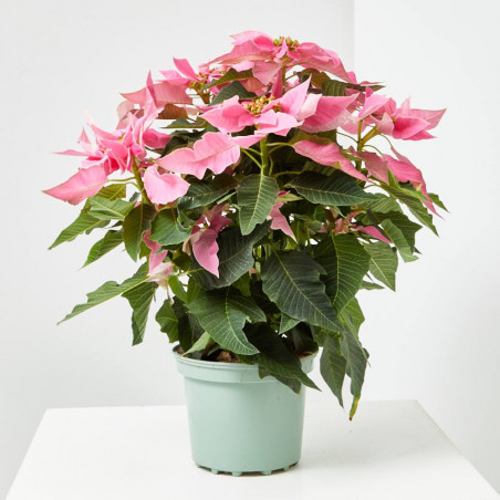 FLOR DE PASCUA POINSETTIA COLOR MACETA 3 LITROS