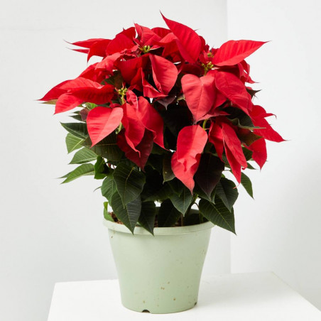 FLOR DE PASCUA POINSETTIA COLOR MACETA 3 LITROS