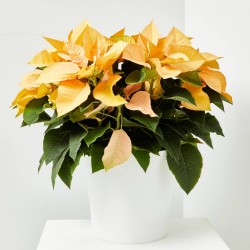 FLOR DE PASCUA POINSETTIA COLOR MACETA 23CM