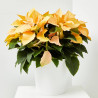 FLOR DE PASCUA POINSETTIA COLOR MACETA 23CM
