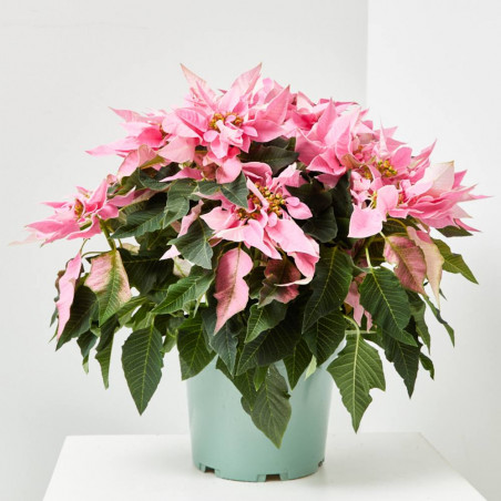 FLOR DE PASCUA POINSETTIA COLOR MACETA 23CM
