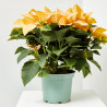 FLOR DE PASCUA POINSETTIA COLOR MACETA 23CM